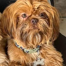 Shih Tzu Puppies from Jodi’s Shihtzus