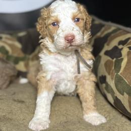 GLOCK - Red male Bernedoodle puppy in Corpus Christi, Texas from The Henke Doodles