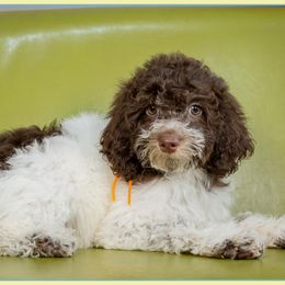 Clara - Brown and white Cockapoo puppy in Connersville, Indiana from Deaz Doodle Ranch