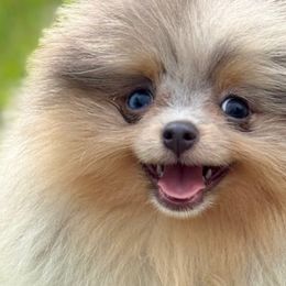 Pomeranians from Bowles Beauties