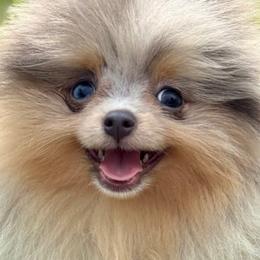 Pomeranians from Bowles Beauties
