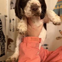 Rio - Liver white and tan female English Springer Spaniel puppy in Huntingdon, Pennsylvania from Indian Creek Springers and Doxies