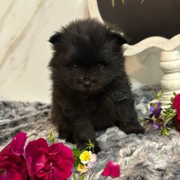 Padden - Black parti male Pomeranian puppy in Scio, Oregon from Mac Daddy Poms