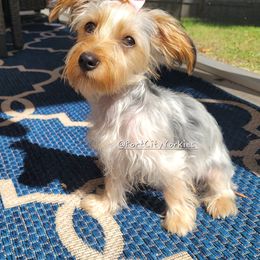 Yorkshire Terrier Puppies from Port City Yorkies LLC