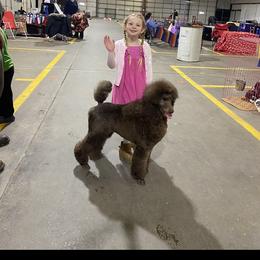 Poodle All Grown Up from Purley Poodles