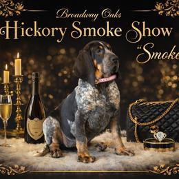 Smoke - Bluetick Coonhound