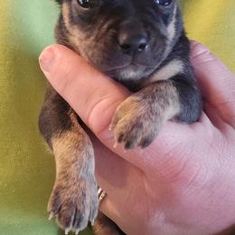 Bryson - Fawn brindled black male Chihuahua puppy in Amity, Pennsylvania from Baxters Chihuahuas