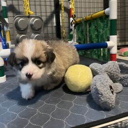 Pembroke Welsh Corgi Puppies from Zugspitze Corgis