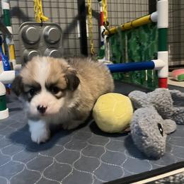 Pembroke Welsh Corgi Puppies from Zugspitze Corgis