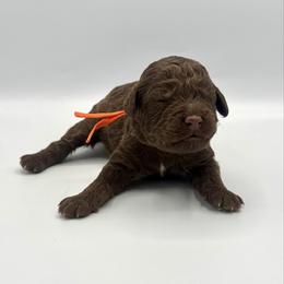 Pancake - Chocolate male Goldendoodle puppy in Pulaski, Tennessee from Doodle My Heart
