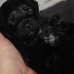 Tango - Black male Maltipoo puppy in Arkansas from Brew House