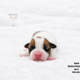 Simon - White and tan male Russell Terrier puppy in Lufkin, Texas from Dixie-Rose JRT