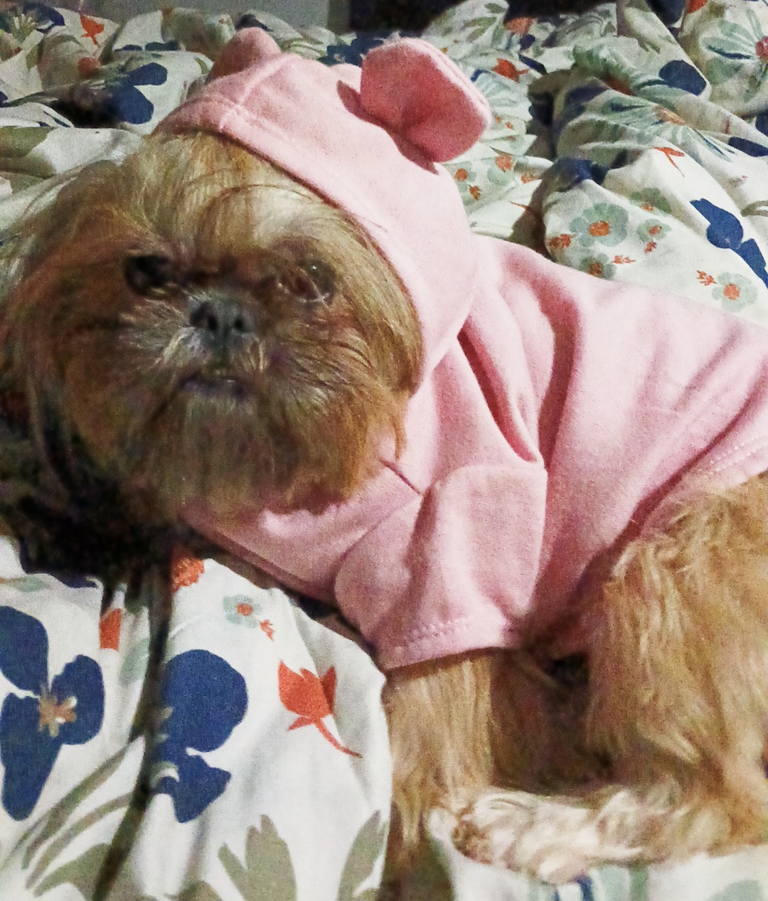 Ariel - Shih Tzu