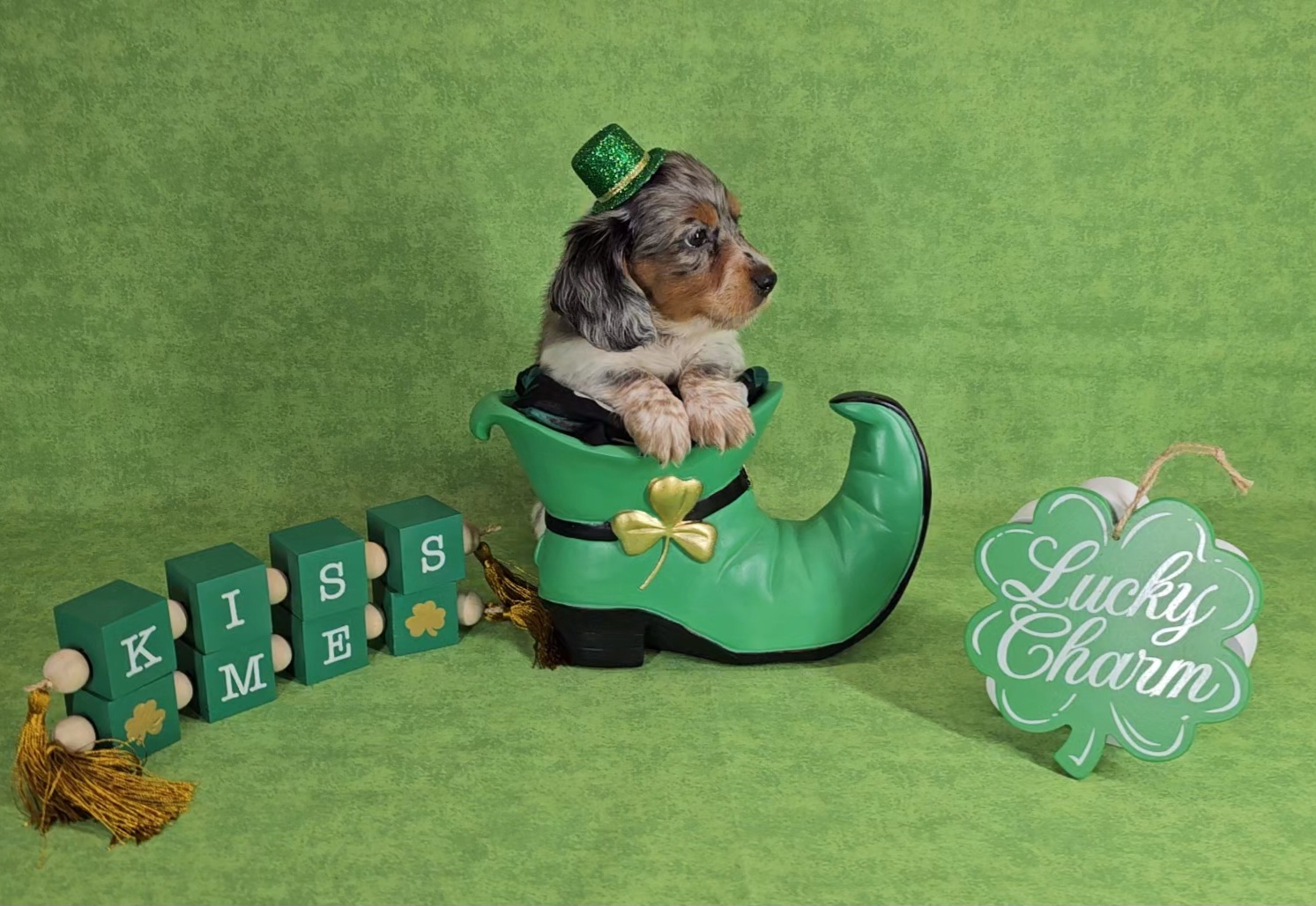 Dachshund Puppies from Newbern's Nuggets