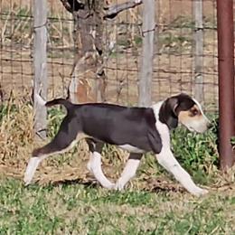 Boy 1 - White and red male American Foxhound puppy in Weatherford, Texas from Carben Copy’s American Foxhounds
