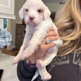 Blue eye- Aurora - Parti female Goldendoodle puppy in Ruthorfordton, North Carolina from Duncan Doodles Goldendoodles