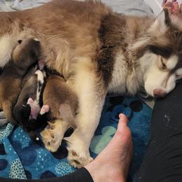 Siberian Husky puppies from Husky B's