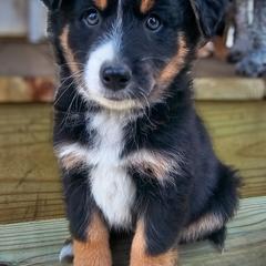 Australian Mountain Doodle, Bernedoodle, Companion Cross, and Shihpoo Puppies from Perfect Companion Puppies