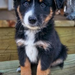 Australian Mountain Doodle, Bernedoodle, Companion Cross, and Shihpoo Puppies from Perfect Companion Puppies