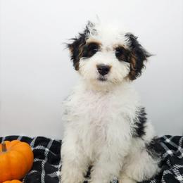 Bluey - Tri-color female Bernedoodle puppy in Granton, Wisconsin from Rose River Farms