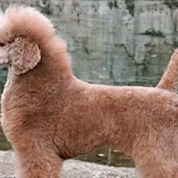 Poodles from Starcatcher Standard Poodles