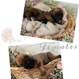 1ST PICK - Red female Boerboel puppy in Pennsylvania from Cold River Boerboels