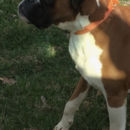 Boxers and French Bulldogs from Infinity Boxer’s n Infinity French Bulldog’s Von Helm