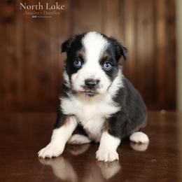 Archer - Black tri male Miniature Australian Shepherd puppy in Hamilton, Montana from North Lake Aussies