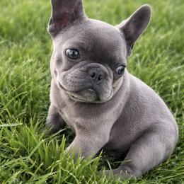 Tiny - Blue male French Bulldog puppy in Riverside, California from Poodles and Frenchies