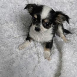Cici - Black and white female Chihuahua puppy in Smyrna, Georgia from GeorgiasChihuahuas