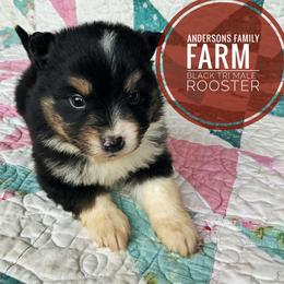 Rooster - Black tri male Miniature Australian Shepherd puppy in Kettle Falls, Washington from Ellie's Miniature Australian Shepherds