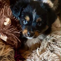 Rip - Black tri male Toy Australian Shepherd puppy in Powell Butte, Oregon from Willow Lane Ranch