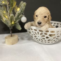 Goldendoodle Puppies from Lowe Lands Doodles