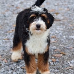 Palmer - Bernedoodle