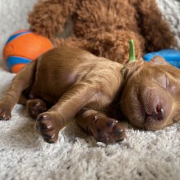 Goldendoodle Puppies from Simply Mini Goldendoodles