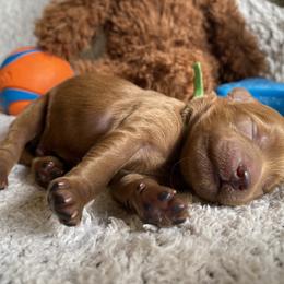 Goldendoodle Puppies from Simply Mini Goldendoodles