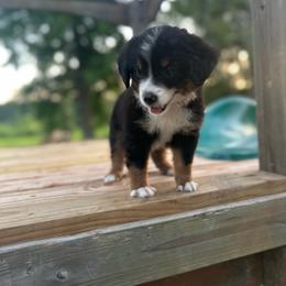 Skye - Black tri female Miniature Australian Shepherd puppy in Doddridge, Arkansas from Huddleston Farm