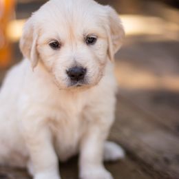 Golden Retriever Puppies from Big Rock Goldens