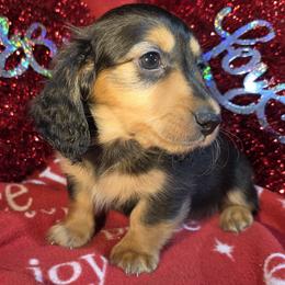 Boy 3 - male Dachshund puppy in Polo, Missouri from Cool Runnin Dachshunds