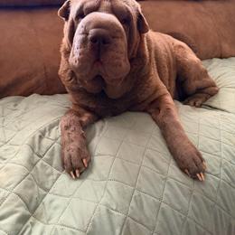 Kira - Chinese Shar-Pei