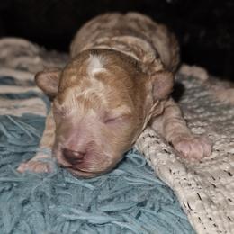 Poodle Puppies from Pawsitively Perfect Poodles