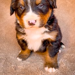 Bernedoodle, Bernese Mountain Dog, and Siberian Husky Puppies from Timberline Paws