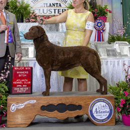 Anna - Chesapeake Bay Retriever