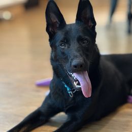 Beretta - German Shepherd