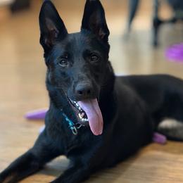 Beretta - German Shepherd