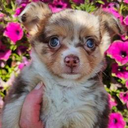 AKC Brandy In Maine 3800.00 - Merle female Chihuahua puppy in Newport, Maine from Pinewood Acres Chihuahuas