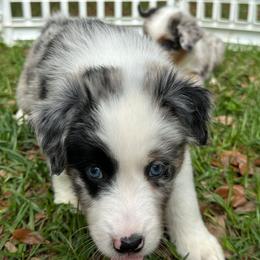 Cry Baby - Blue merle female Australian Shepherd puppy in Tallahassee, Florida from H&H Red Gate Farm