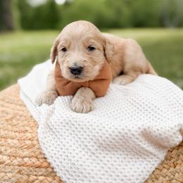 Rebel - Apricot male Goldendoodle puppy in Ooltewah, Tennessee from Allison Family Doodles