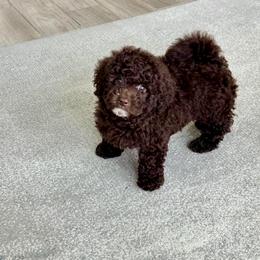 Dream - Chocolate male Goldendoodle puppy in Houston, Texas from Suntini’s Goldendoodles