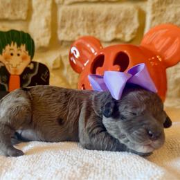 Annie (F2bb purple girl) - Blue merle female Aussiedoodle puppy in Midlothian, Texas from Gray Doodles